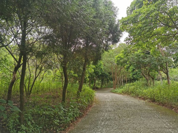 坑內坑森林步道-體驗生態與森林浴的進香道1049359