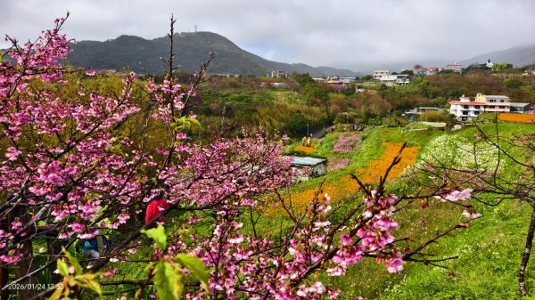 #平菁街 #鵝尾山梯田 #廣佑聖王廟 #寒櫻巷 #夕陽 1/24&252987007