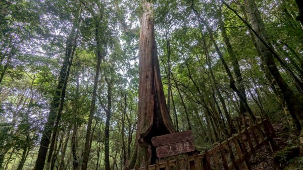 鎮西堡巨木步道群 (B區)2861195