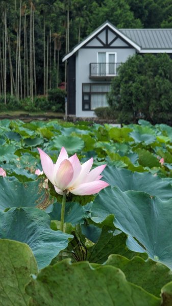 113.06.16白沙丘山-舊草嶺隧道-隆嶺古道之旅2530527