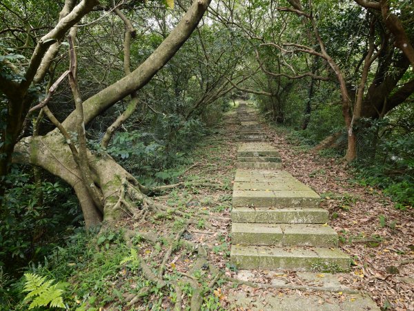 [淡蘭古道] 2026_0531 北路第一段_琉榔路步道3070555