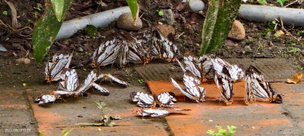 雲山水花鳥蝶-天龍國阿伯的日常 #台灣野百合 #石牆蝶 #遷粉蝶(淡黃蝶） #台灣粉蝶3054097