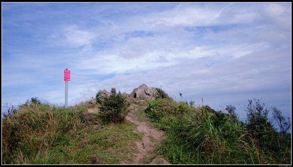 黃金三稜（茶壺山稜）481021