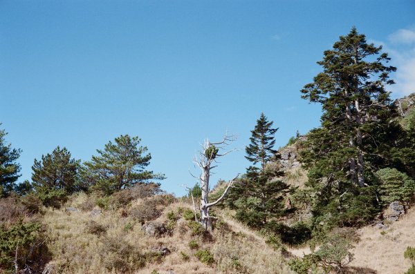 魔幻黑森林與長鬃山羊的相遇 – 雪山主東1050091