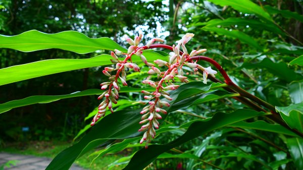 台北植物園3051135