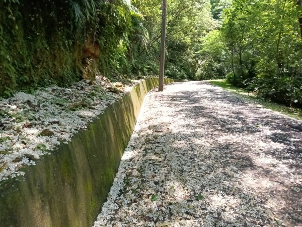 汐止區夢湖秘境桐花夢幻2773504