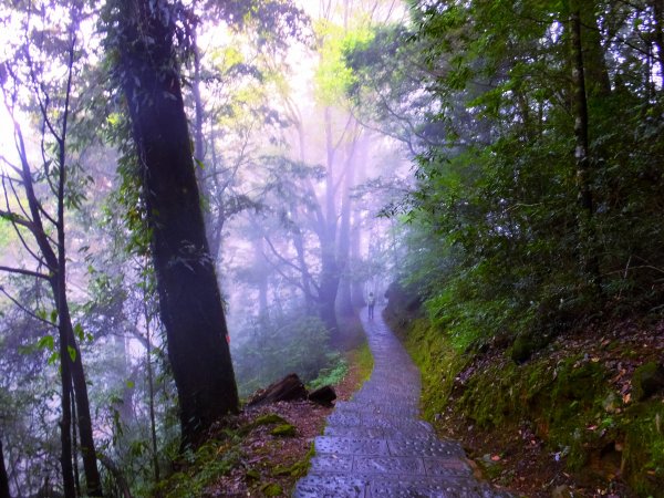 走阿里山神木群棧道，漫步在雲端及迷霧森林416025