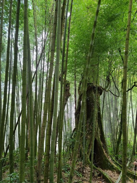 嘉義大凍山O型輕鬆走1699139