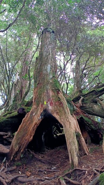 塔曼山：新北市第一高峰之樹的國度1860920