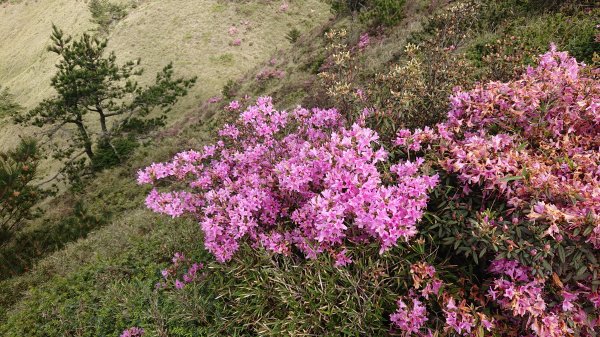 合歡山北峰725208