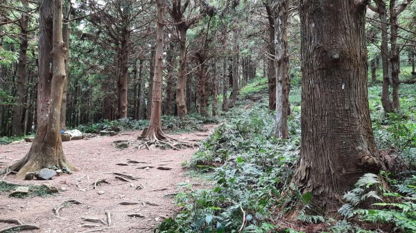 《台中》避暑兼消暑｜香杉林長壽山O繞林道202207191768350