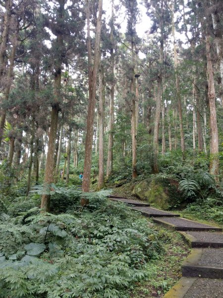 漫步溪頭森林遊樂園步道。享受森林浴&芬多精洗禮1494970