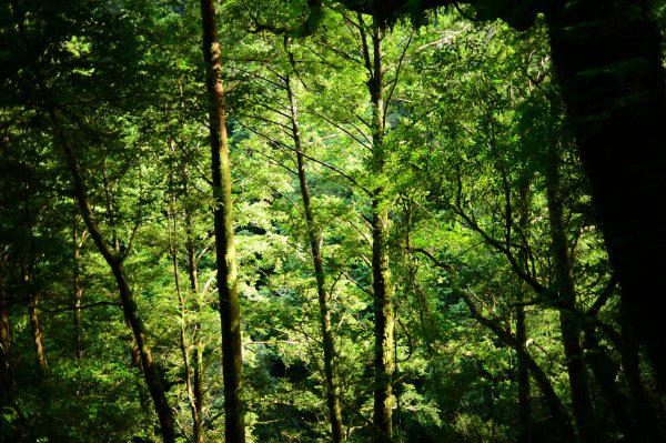 蔥鬱的巨木山林~~享受芬多精1093922