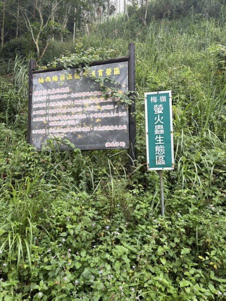 20251019伍龍步道-梅峰-竹子尖山-福光山2924103
