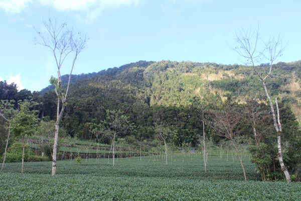 20211106嘉義芙蓉山縱走大凍山1509327