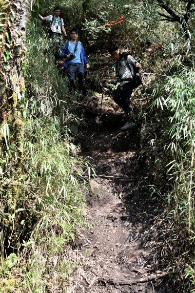 加里山。杜鵑嶺910928