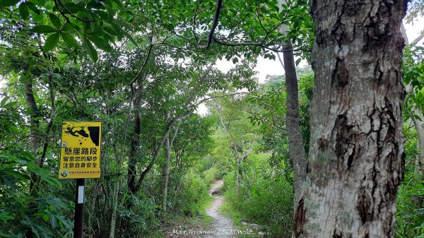 《南投》峰峰相連｜草屯九九峰森林步道O型202509062879256