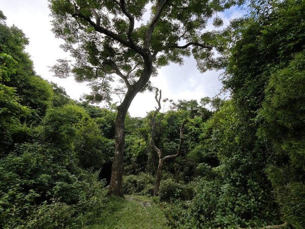 [百山百鳥尋旅-02/15] 2025_0809 社頂自然公園步道2856968
