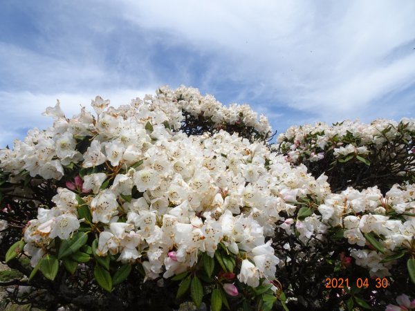 石門山賞杜鵑花1367270