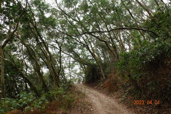 高雄 茂林 真我山2096183