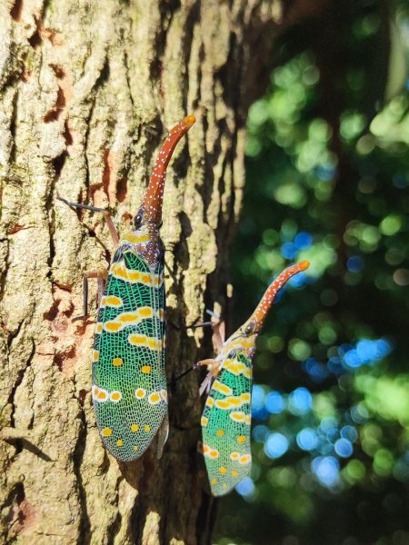 後花園散散步2879343