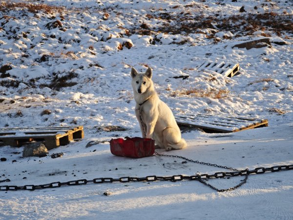 [紐約馬之行-32] 2025_1106 格陵蘭犬