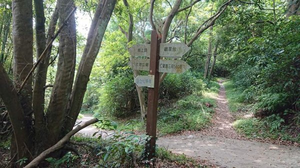 桃園蘆竹-羊稠坑森林步道962292