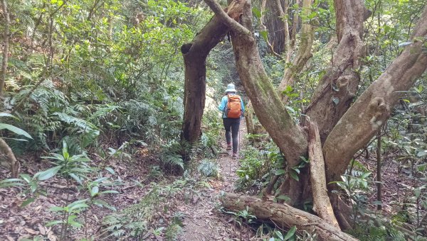 (姨婆趴趴走)第四十九集:攀登連走宜蘭梗枋山、橋板湖山2747714
