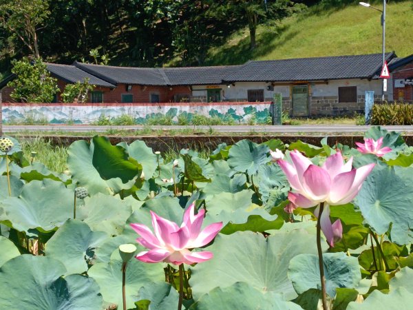 雙溪區中坑東山去回+林厝前荷花2877640