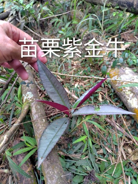 石盤坑 墘溪 橫屏山西峰 橫屏山2890695