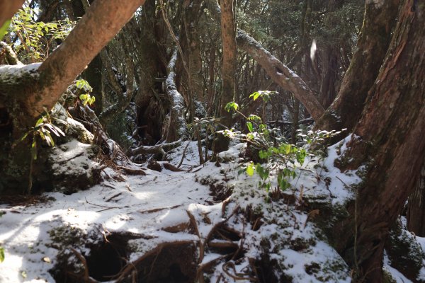 【塔曼山】雪季的糖霜白雪森林1234623