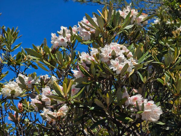 鳶嘴山杜鵑盛開2770239