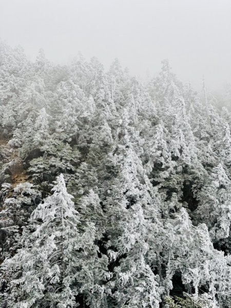 絕美銀白世界 玉山降下今年冬天「初雪」1235998