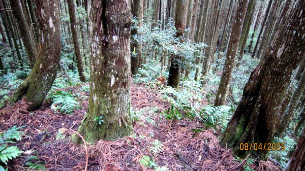 【油羅山/露營】 仙境舒活健走，雲端徜徉野趣！2887903