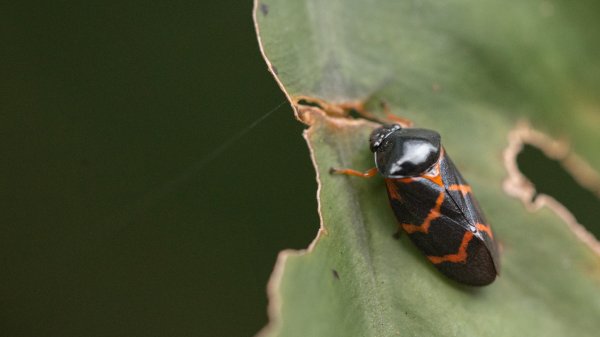 傳說中的「魔神仔洞」| 菁桐古道（汐止段＆平溪段）2721222