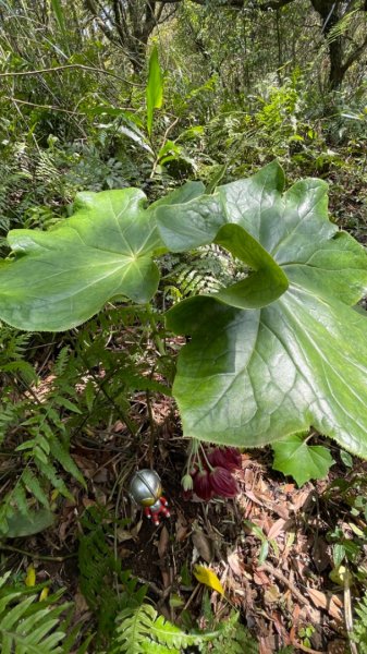 大屯西南稜-上大屯尋找八角蓮採野🥬-貴子坑連走六峰2756155