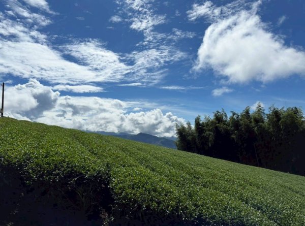 20251029石棹茶、霧、雲、霞、櫻、愛之道 樂野山 霹靂山2926604