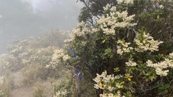 1100419郡大山杜鵑花.馬醉木花1358307