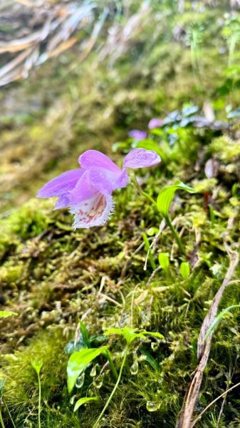 卡保石壁一葉蘭（耘夢谷上逐鹿山下O走）2809552