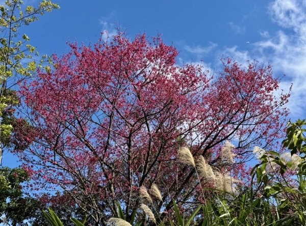 二格山走南邦寮山經草湳福德宮回二格公園3005863