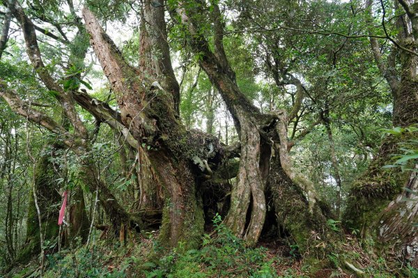 新北 烏來 山車廣山、檜山2567389