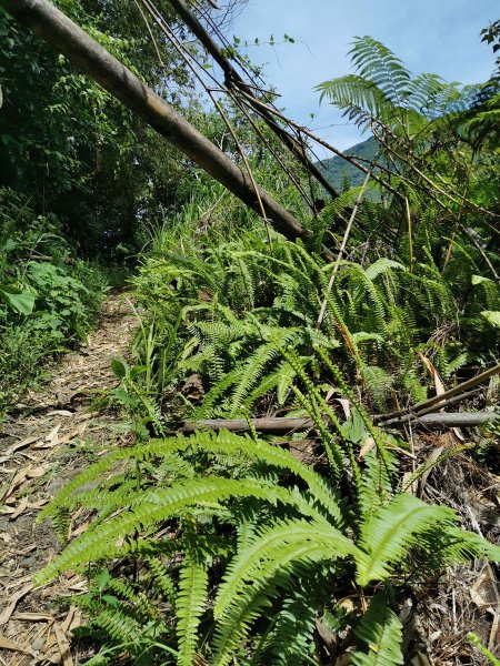 步道巡訪員 l 鳥嘴山步道 7月巡訪日誌1020940