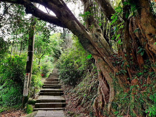 走遍陽明山：擎天崗系｜竹林小徑，遇見清幽潺潺溪流2096476