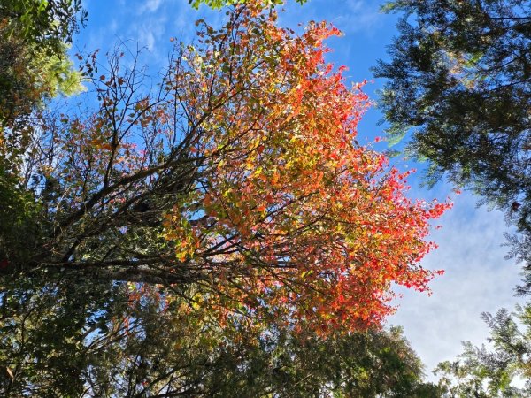 鳶嘴稍來山之楓紅／雲海2974100