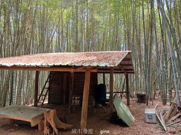 【嘉義梅山】雲霧裊裊似仙境。 瑞太古道 x大風埕觀日峰x油車寮步道2557803