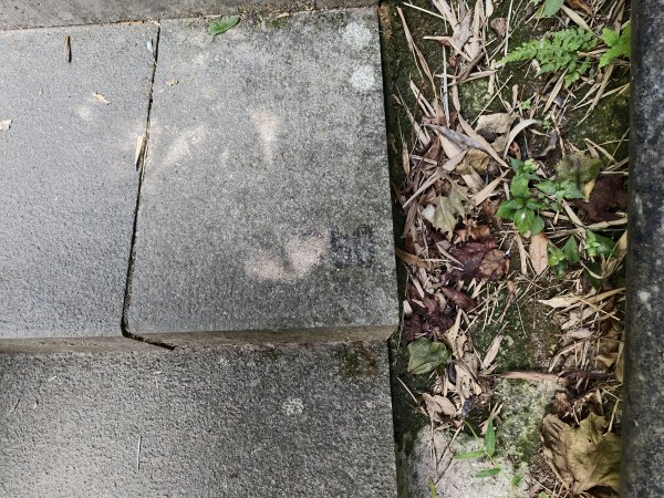 [百山百鳥尋旅-15/15] 2025_0929 硬漢嶺步道(觀音山)2900996