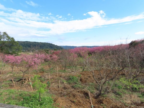 ［平菁街櫻花巷］（2024/1/29）（寒櫻）（福爾摩沙櫻）2417237