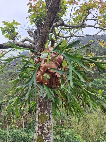 2025元旦山行 新店直潭山、二龍山O型2784981
