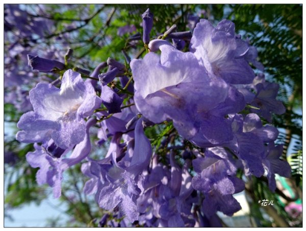 藍花楹花開1693110