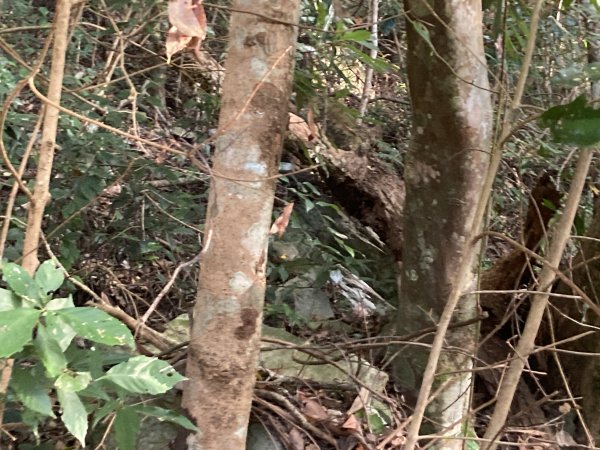 20221120馬崙山2102692